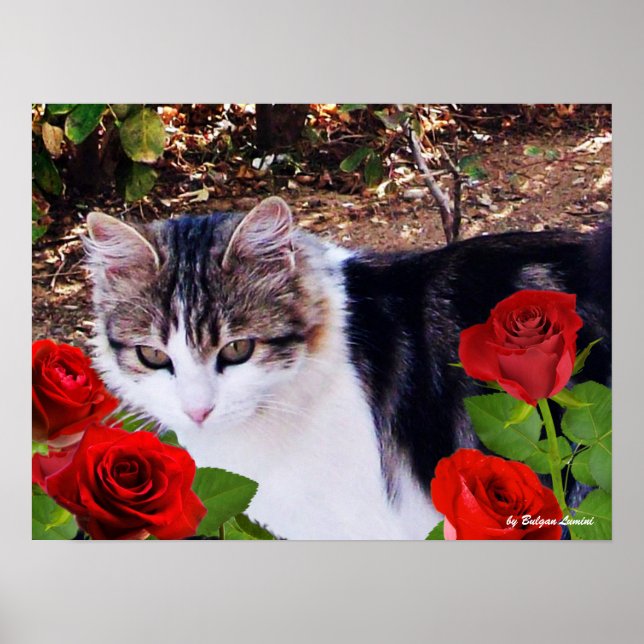PÓSTER CAT CON ROSAS ROJAS (Frente)