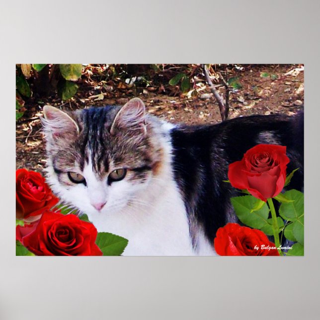 PÓSTER CAT CON ROSAS ROJAS (Frente)
