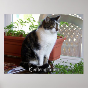 Póster cat Contemplation poster
