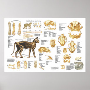 Póster Cat Feline Skeletal Anatomy Poster 24" X 36"
