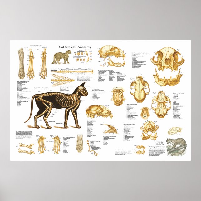 Póster Cat Feline Skeletal Anatomy Poster 24" X 36" (Frente)