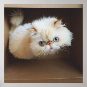 Póster Cat In A Box