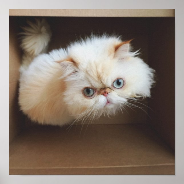 Póster Cat In A Box (Frente)