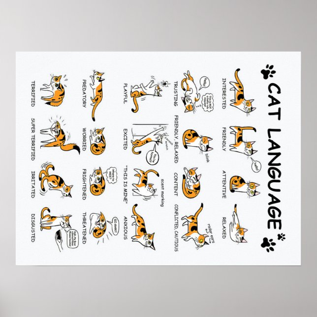 Póster Cat Language, Funny Cat Kitten, Love Cat Gift Idea (Frente)