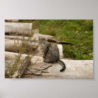 Póster Cat le espera - Poster