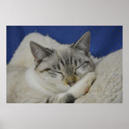 Póster Cat Nap 7 Poster Semi Gloss