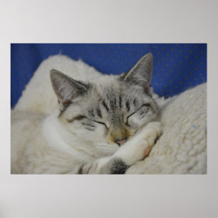 Póster Cat Nap 7 Poster Semi Gloss