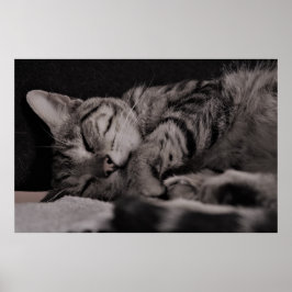 Póster Cat Nap 8 Poster Semi Gloss