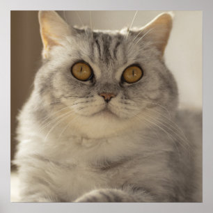 Póster Cat, pelo corto británico, línea