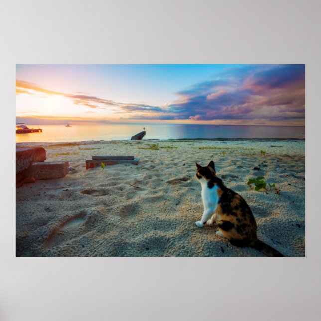 Póster Cat Sitting On A Beach (Frente)
