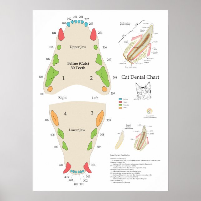 Póster Cat Veterinary Dental Chart (Frente)