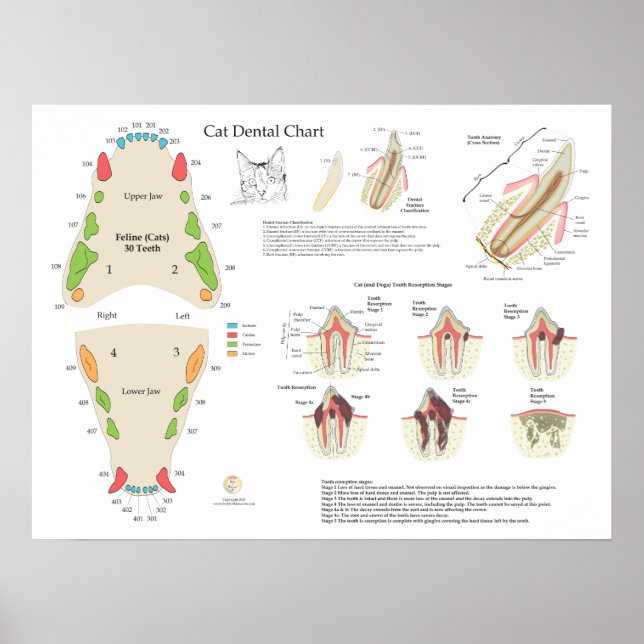 Póster Cat Veterinary Dental Tooth Chart (Frente)