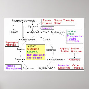 Póster Catabolismo del Aminoácidos Proteinogénico Diagram