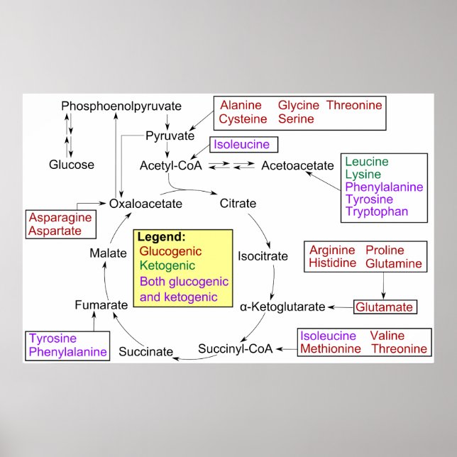 Póster Catabolismo del Aminoácidos Proteinogénico Diagram (Frente)