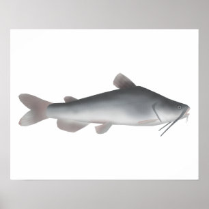 Póster Catálogo blanco