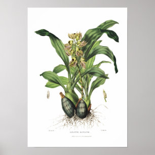 Póster Catasetum maculatum por Miss Drake.