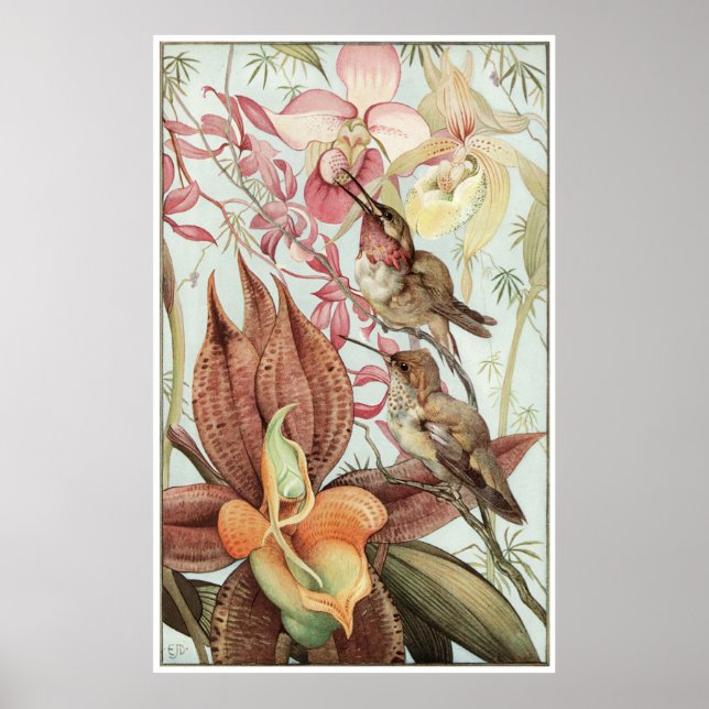 Póster Catasetum y Cypridediums 1912 (Frente)