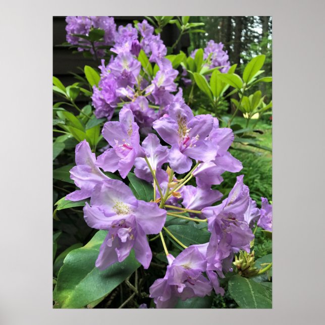 Póster Catawbiense Boursault Rhododendrons, Oregon (Frente)