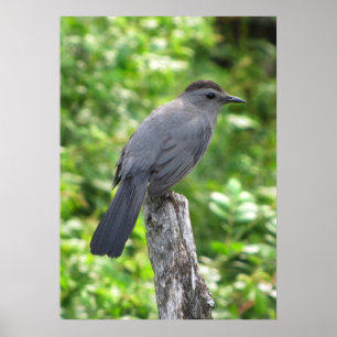 Póster Catbird