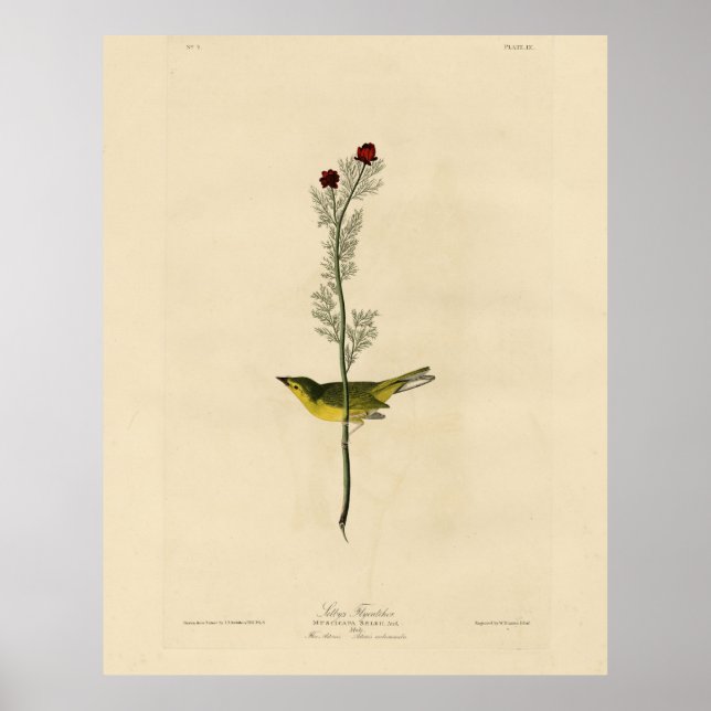 Póster Catcher de la mosca de Selby - Aves de América de  (Frente)