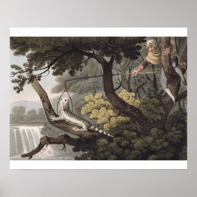 Póster Catcher del lagarto mexicano, grabado por Matthew  (Frente)