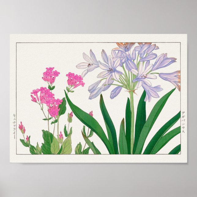 Póster Catchfly africano, de Tanigami Konan (Frente)