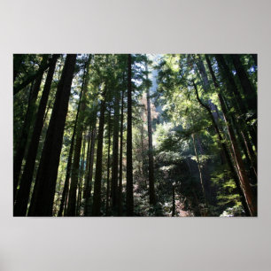 Póster "Catedral del Árbol", Muir Woods