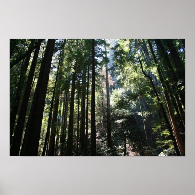 Póster "Catedral del Árbol", Muir Woods (Frente)