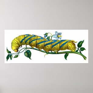 Póster Caterorpilar de Acherontia atropos