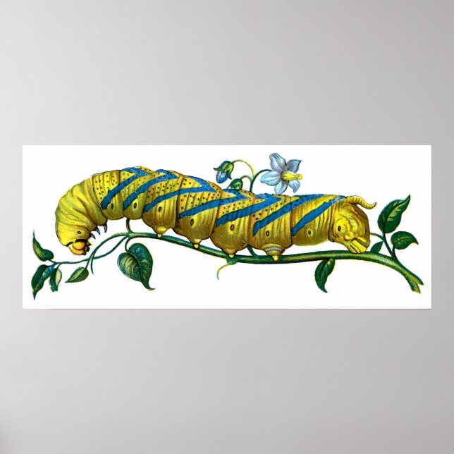 Póster Caterorpilar de Acherontia atropos (Frente)
