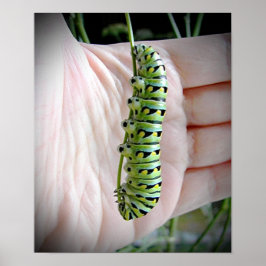 Póster Caterpillar Black Swallowtail
