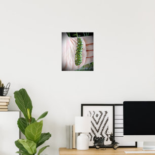 Póster Caterpillar Black Swallowtail
