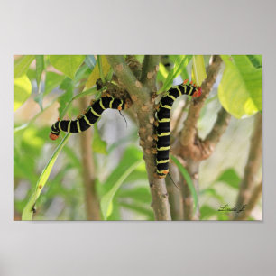 Póster Caterpillar de Frangipani en Antigua