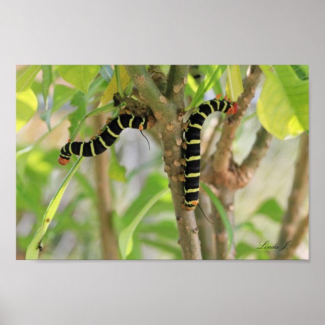 Póster Caterpillar de Frangipani en Antigua (Frente)