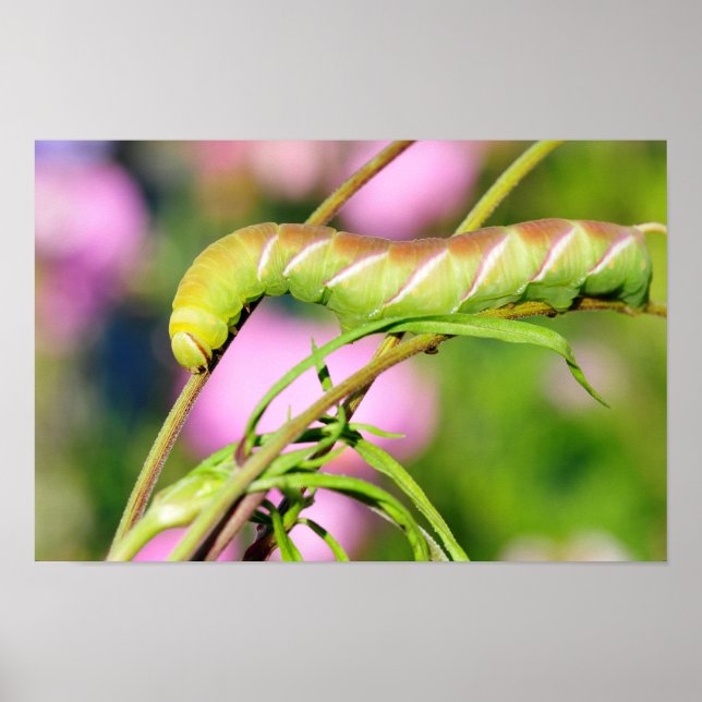 Póster Caterpillar de mariposa de Halcón Privado (Frente)