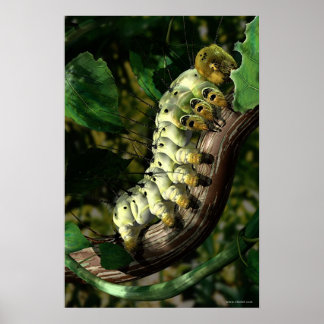 Póster Caterpillar de Postman