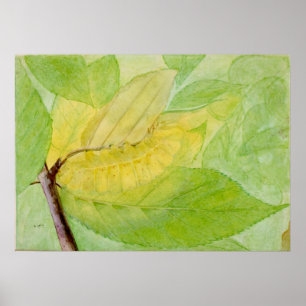 Póster Caterpillar lunar de Abbott Handerson Thayer