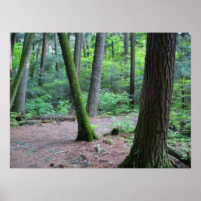 Póster cathedral pines (Frente)