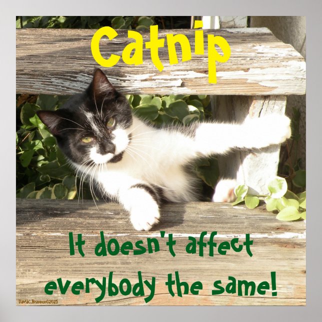 Póster "Catnip", cats, funny, humor, cute, gift  (Frente)
