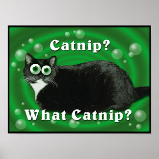Póster Catnip Kitty