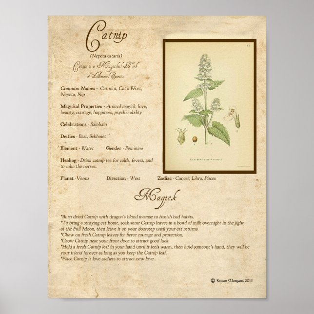 PÓSTER CATNIP MAGICK HERB (Frente)