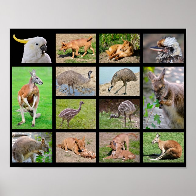 Póster Catorce fotos de mosaicos de animales australianos (Frente)