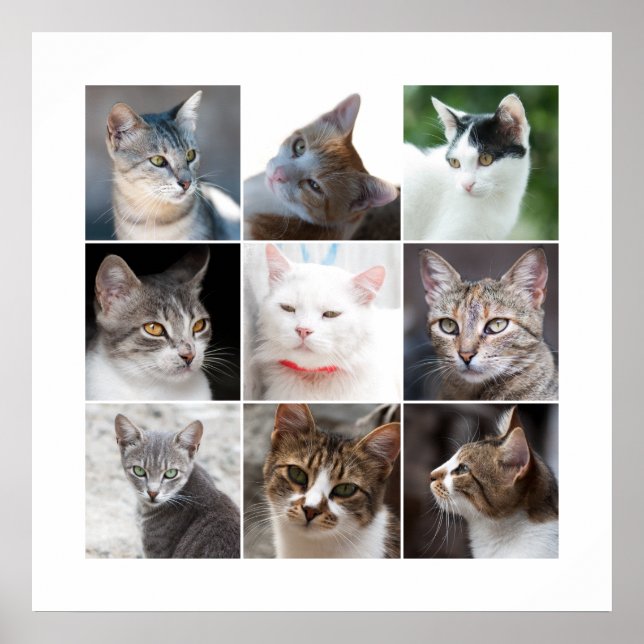 PÓSTER CATS (Frente)