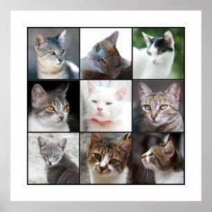 PÓSTER CATS