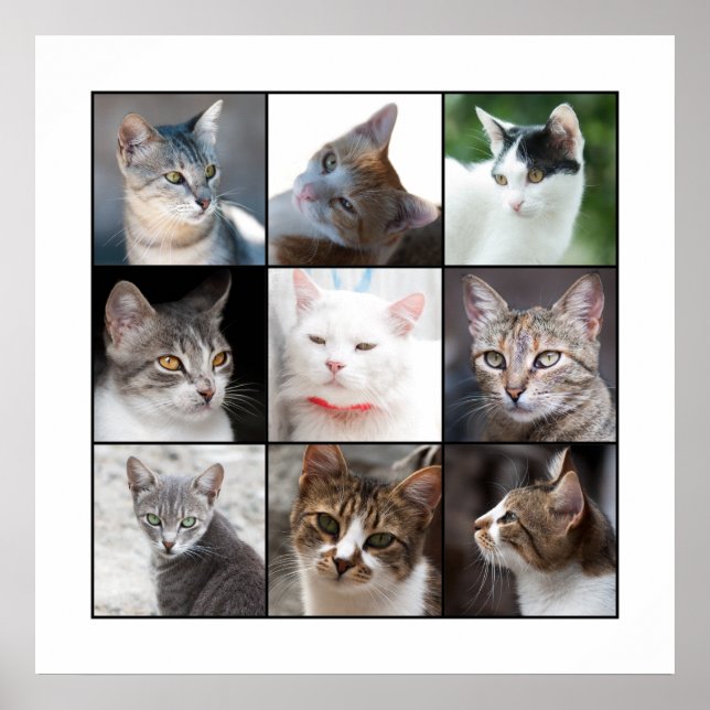 PÓSTER CATS (Frente)