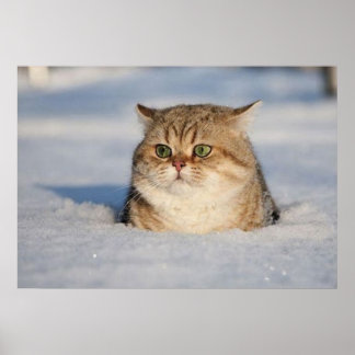 Póster cats_and_snow7