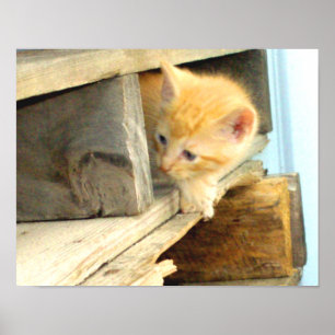 Póster Cats de carne 1