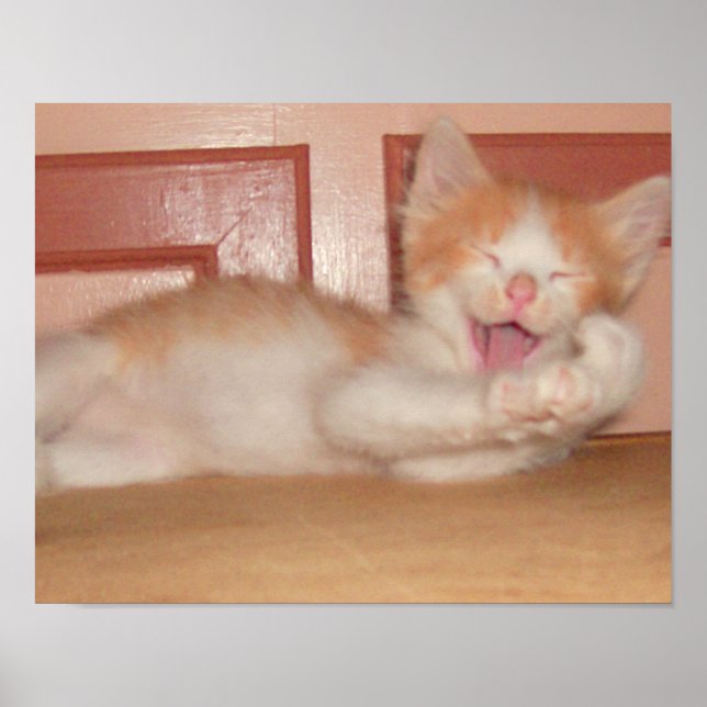 Póster Cats de carne 7 (Frente)