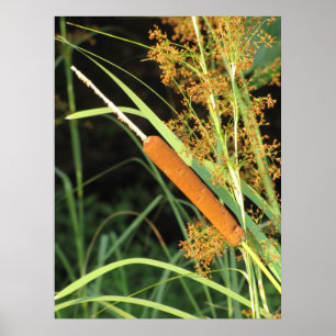 Póster Cattail en la puesta del sol