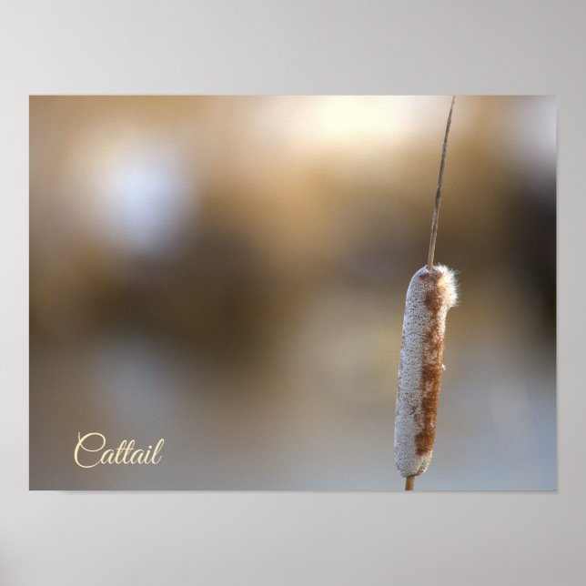 Póster Cattail Plant Photo Poster (Frente)